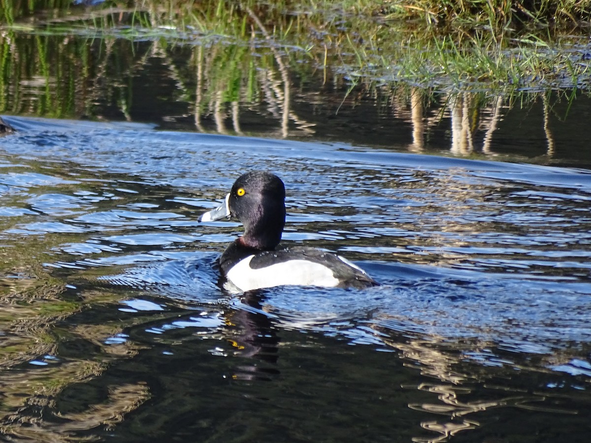 Ring-necked Duck - Team Ona