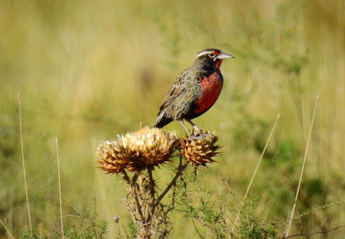 Long-tailed Meadowlark - ML92607331