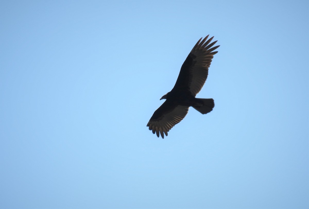 Turkey Vulture - ML92607821