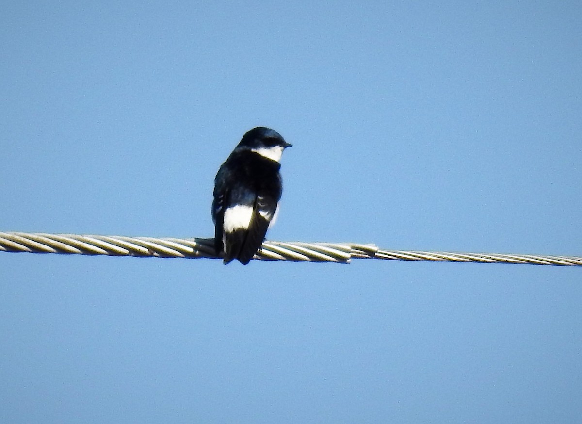 Chilean Swallow - Pablo Alejandro Pla