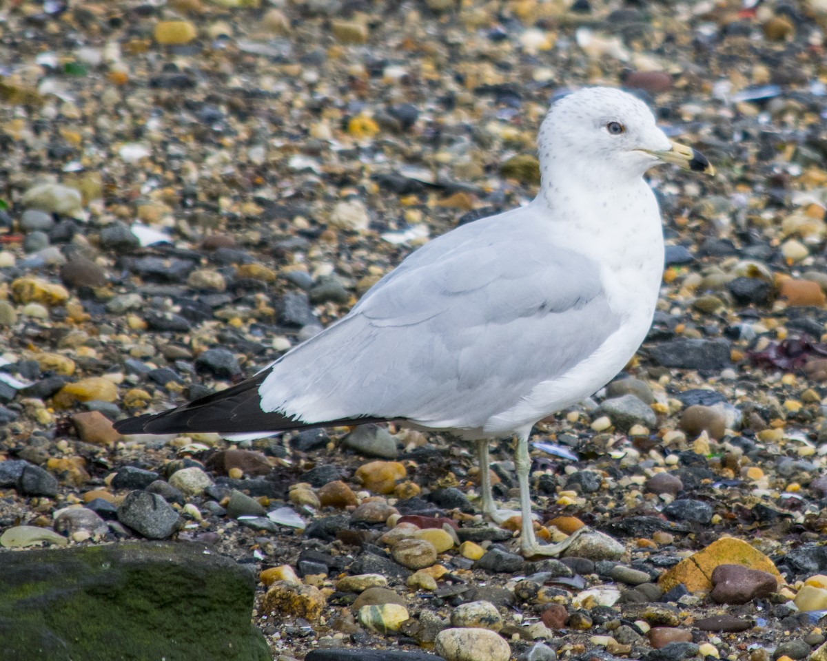 Ring-billed Gull - ML92608701
