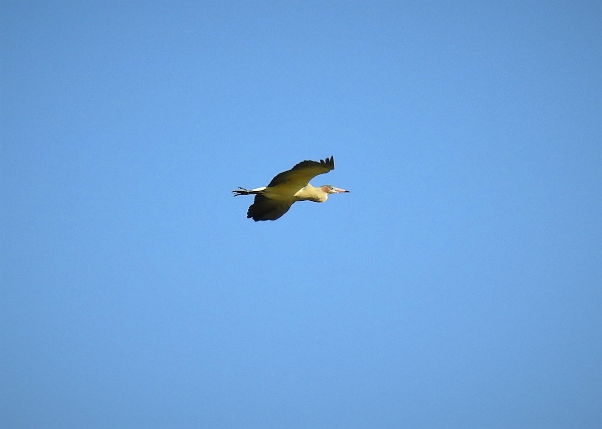 Garza Chiflona - ML92609111