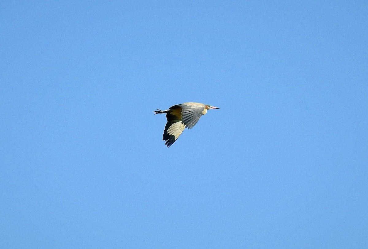 Garza Chiflona - ML92609131