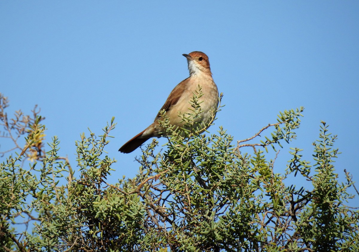 Rufous Hornero - ML92610341