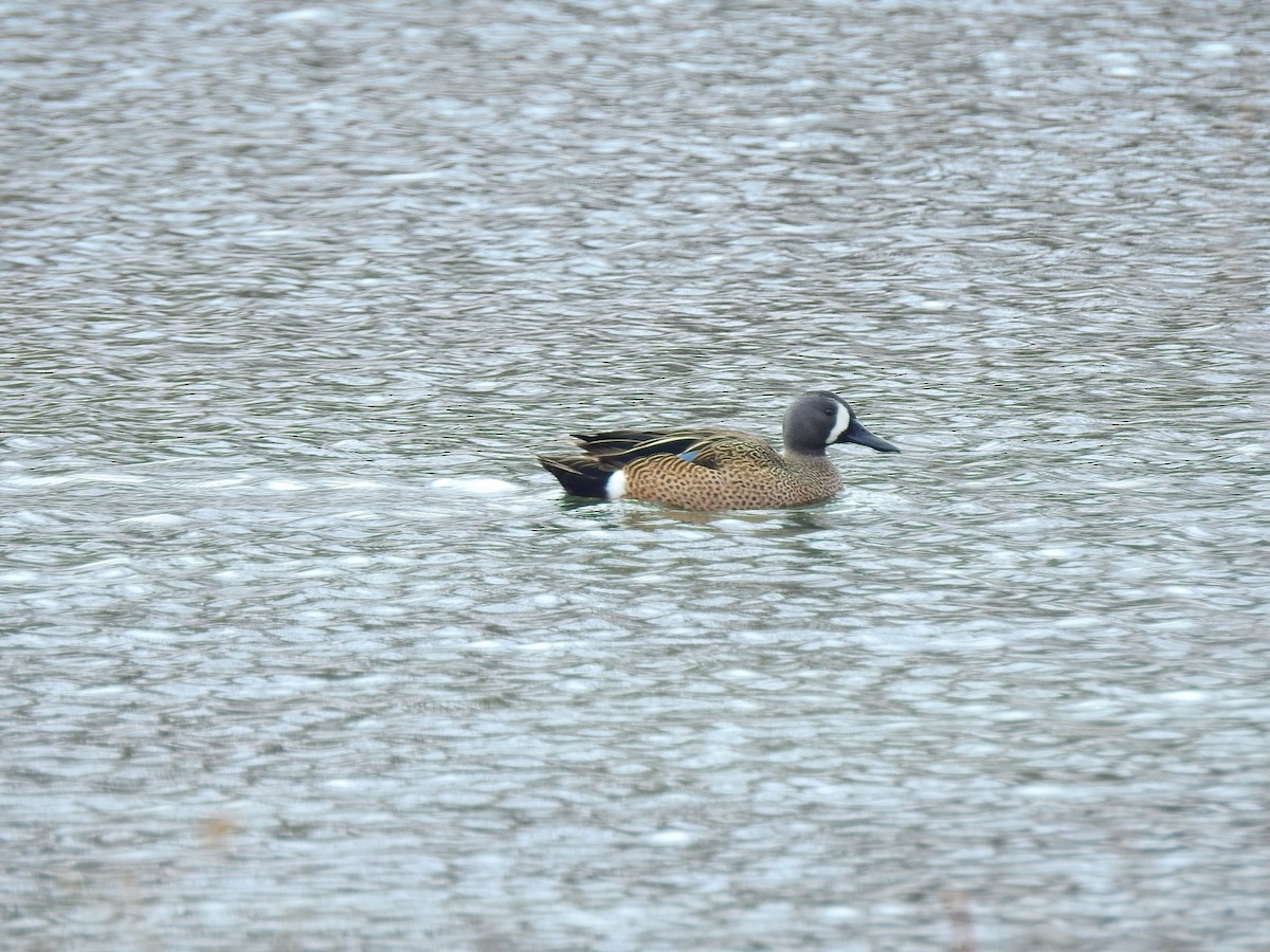 Blue-winged Teal - ML92610941