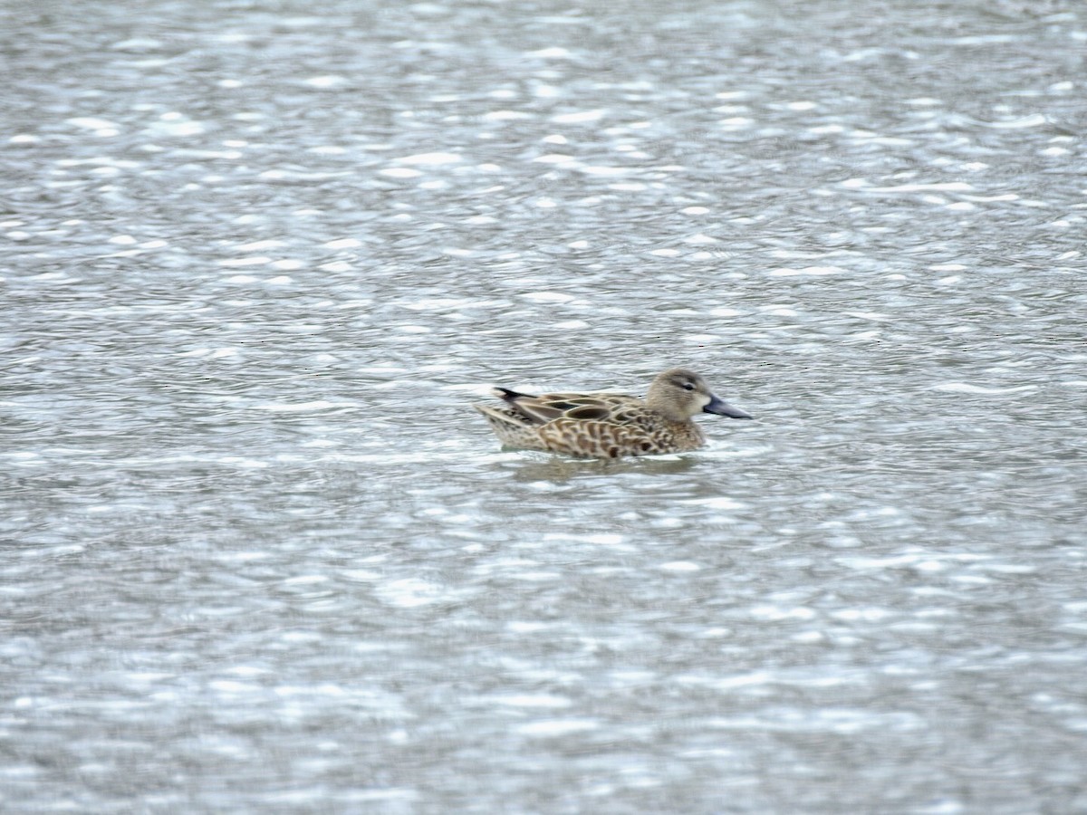 Blue-winged Teal - ML92610951