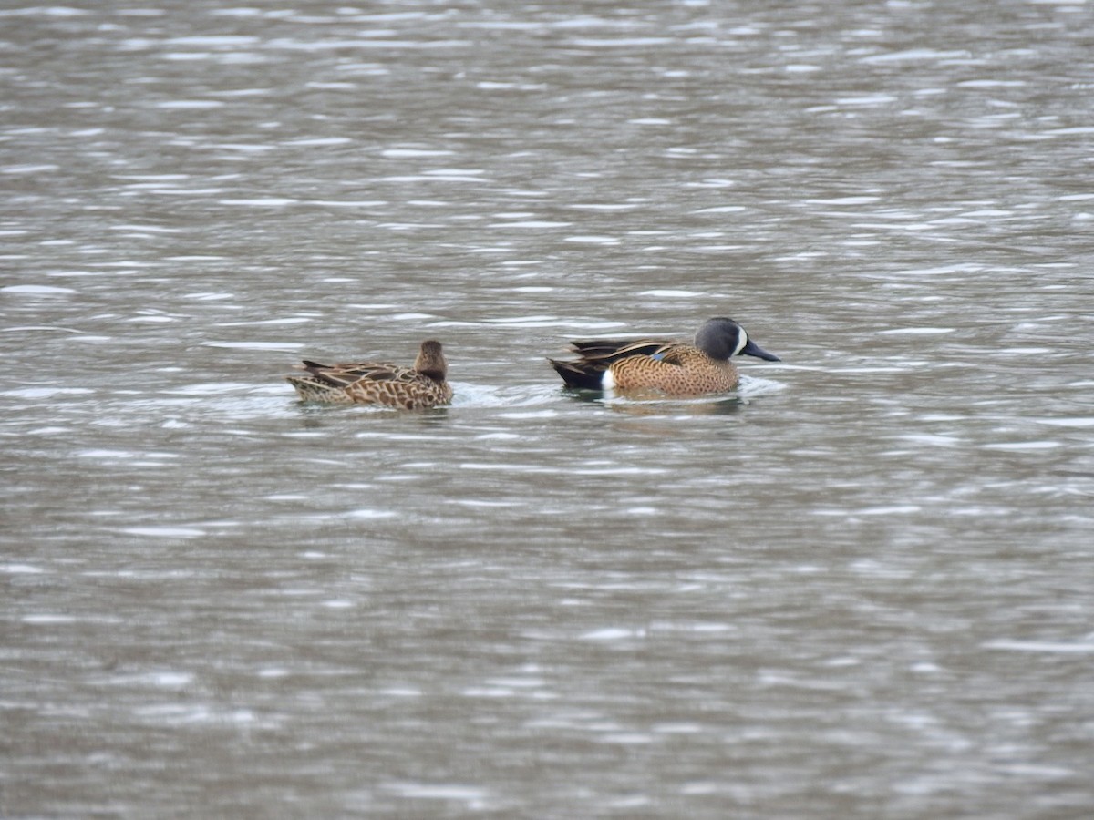 Blue-winged Teal - ML92610961