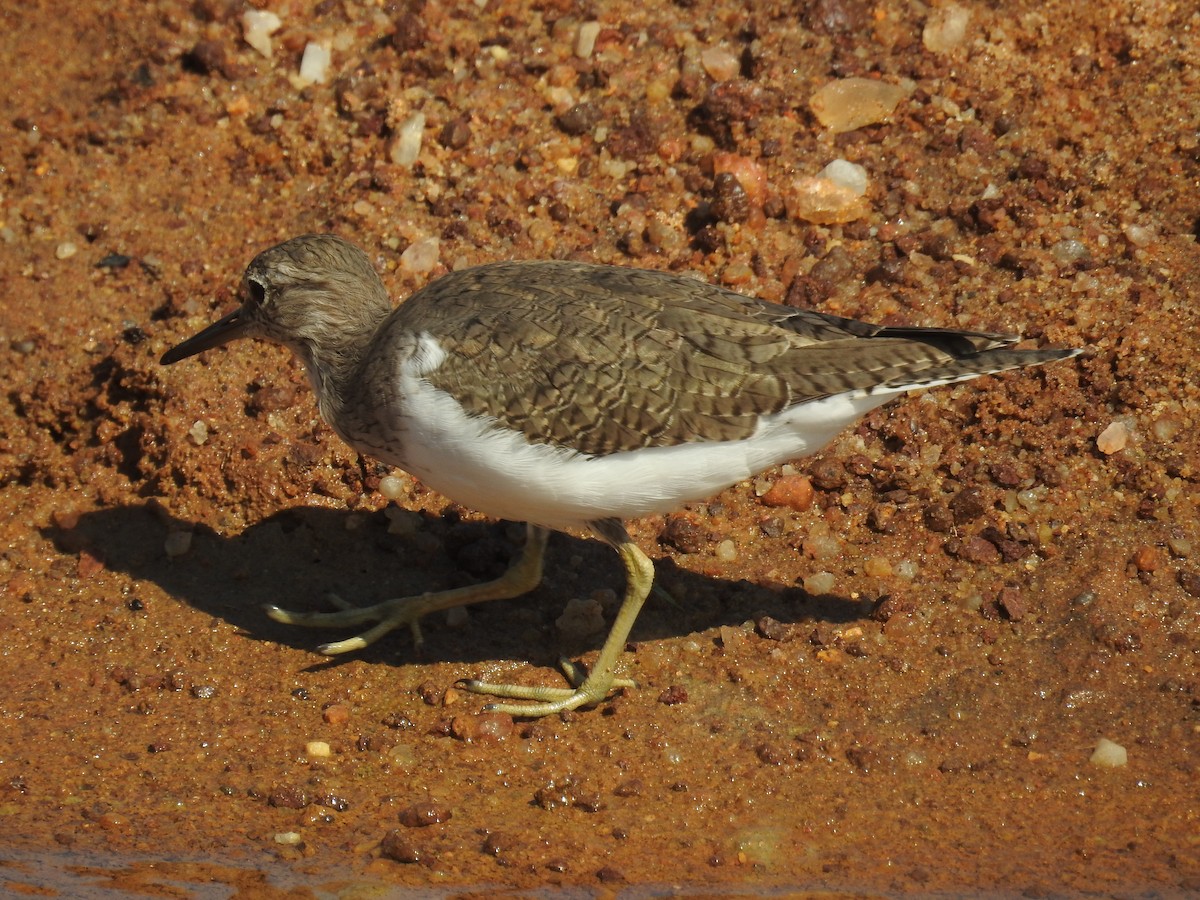 strandsnipe - ML92613021