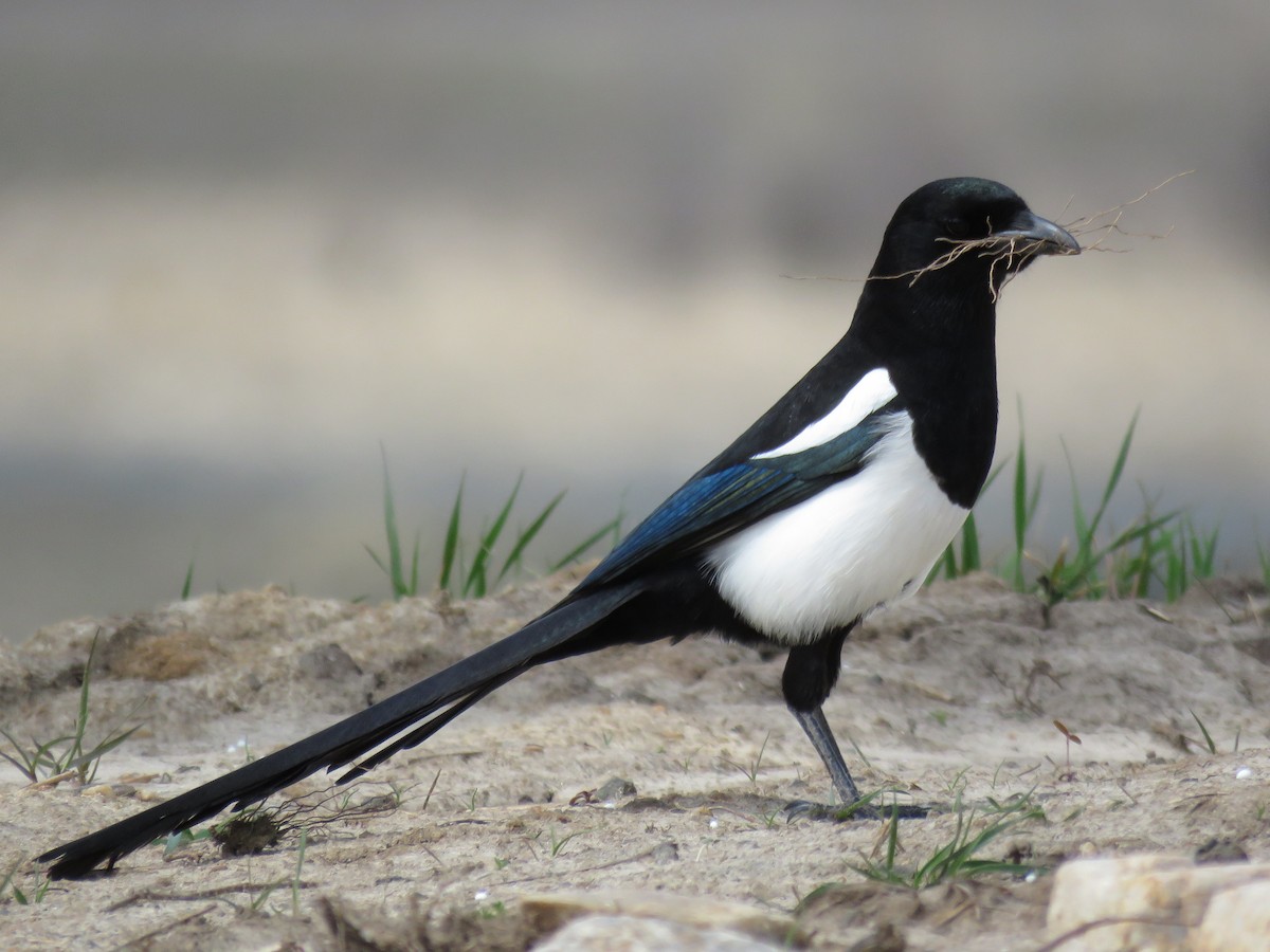 Mika iparramerikarra - ML92616781