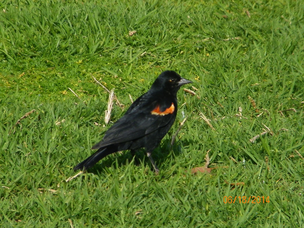 Red-winged Blackbird - ML92621811