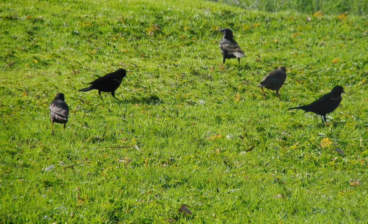 Red-winged Blackbird - ML92621831