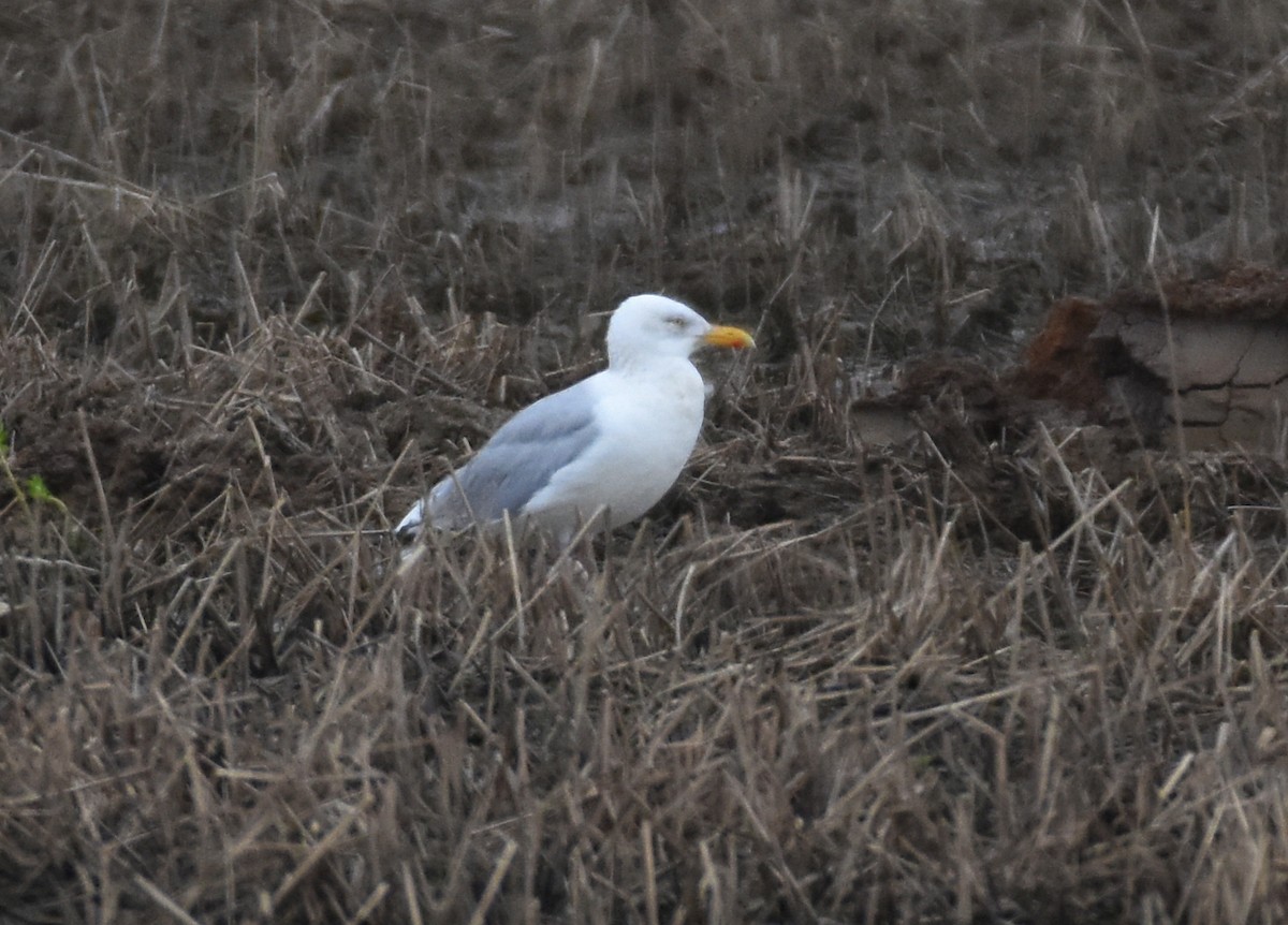 Gaviota Argéntea - ML92621951