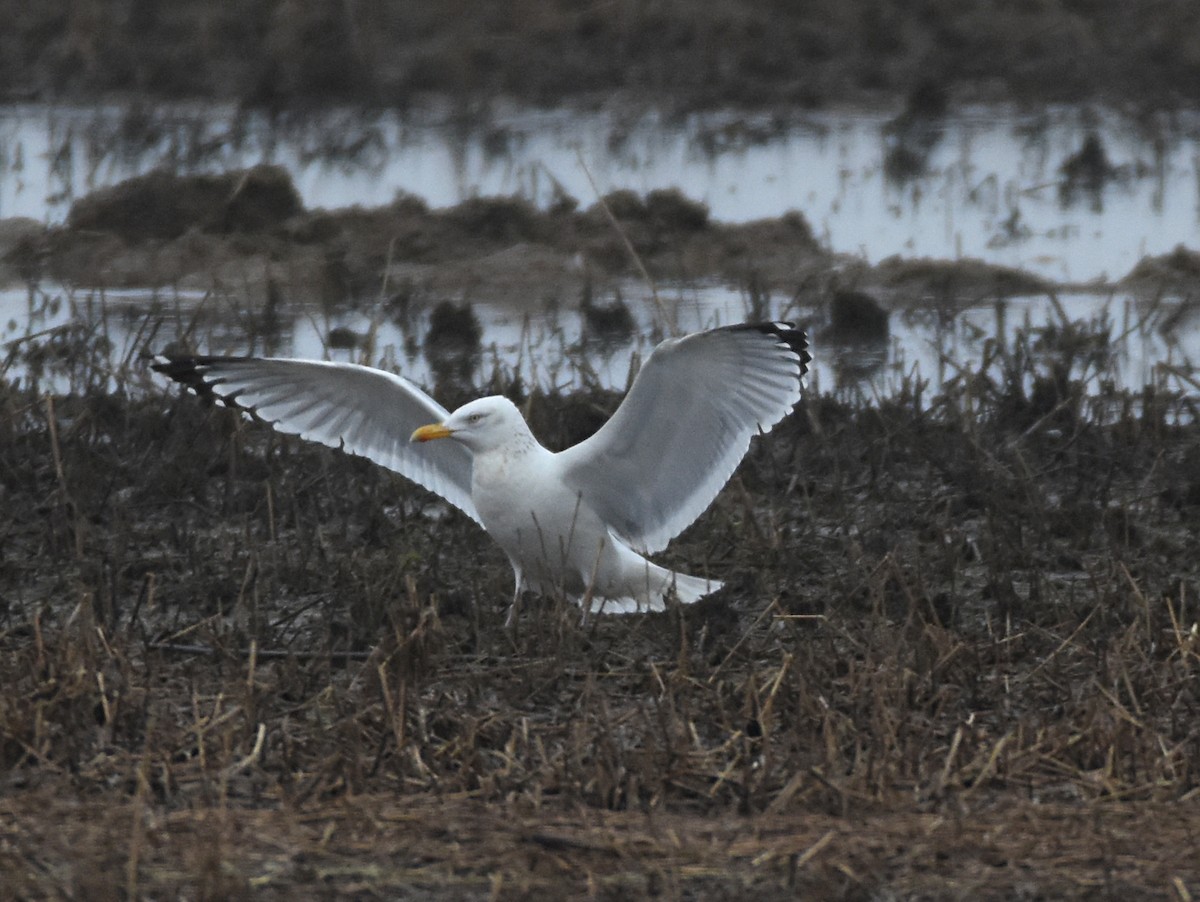 Herring Gull (American) - ML92621971