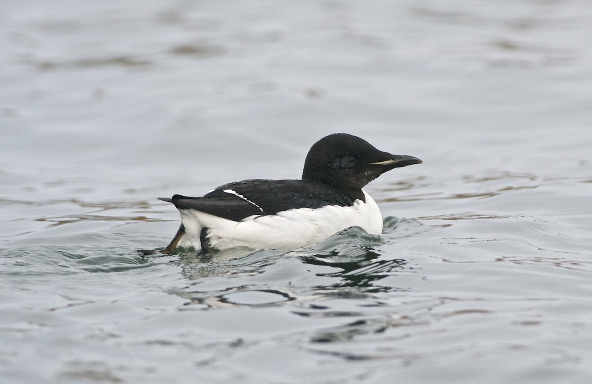 Guillemot de Brünnich - ML92622021