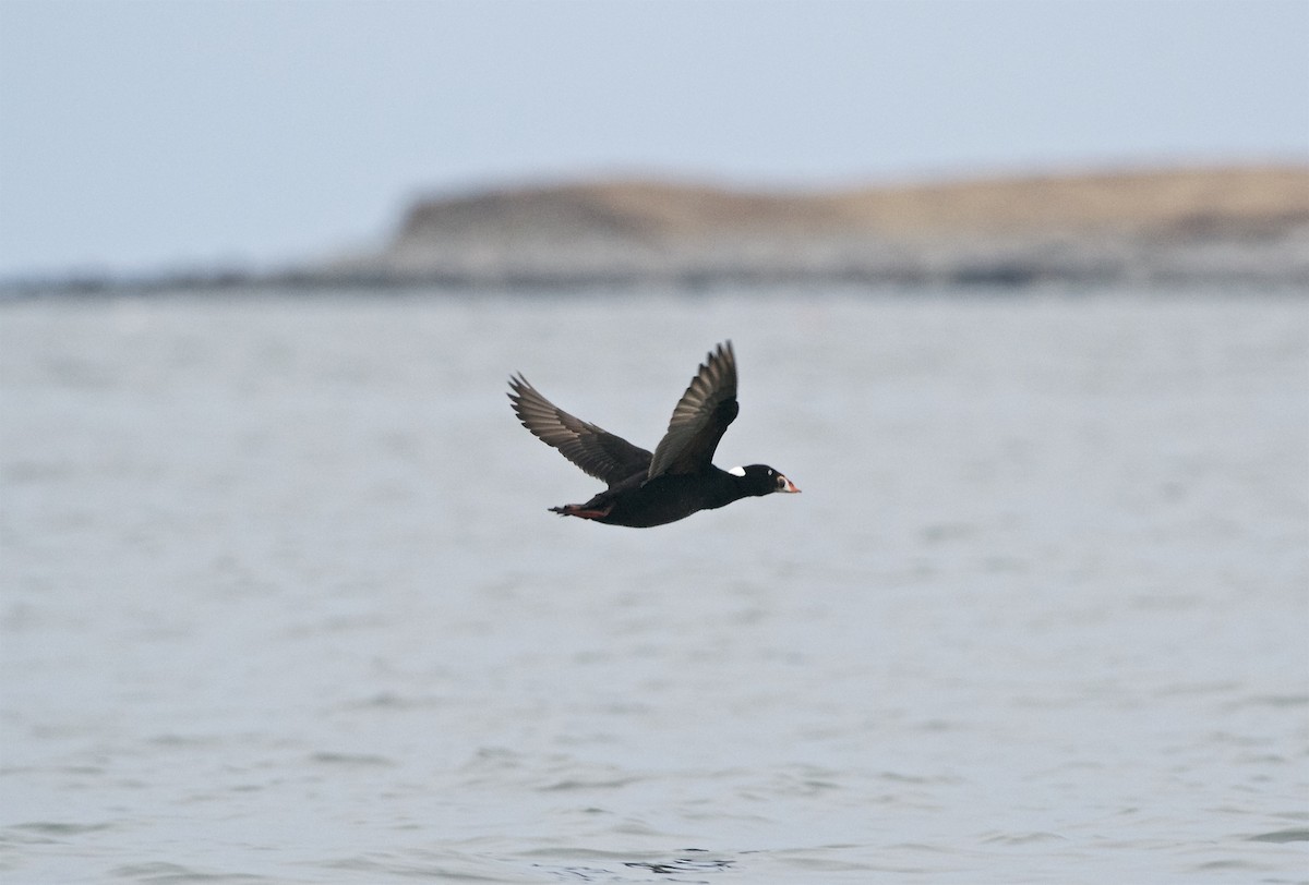 Surf Scoter - Paul Gould