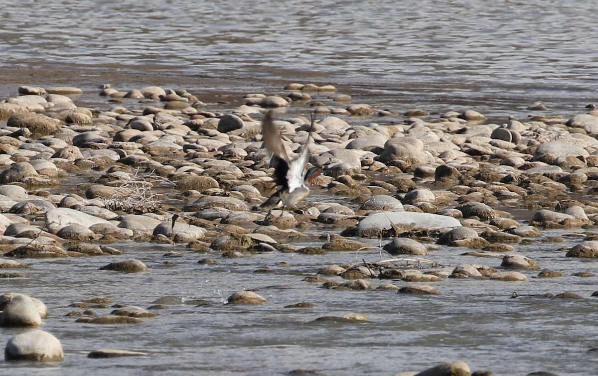 Ногоохон нугас - ML92626521