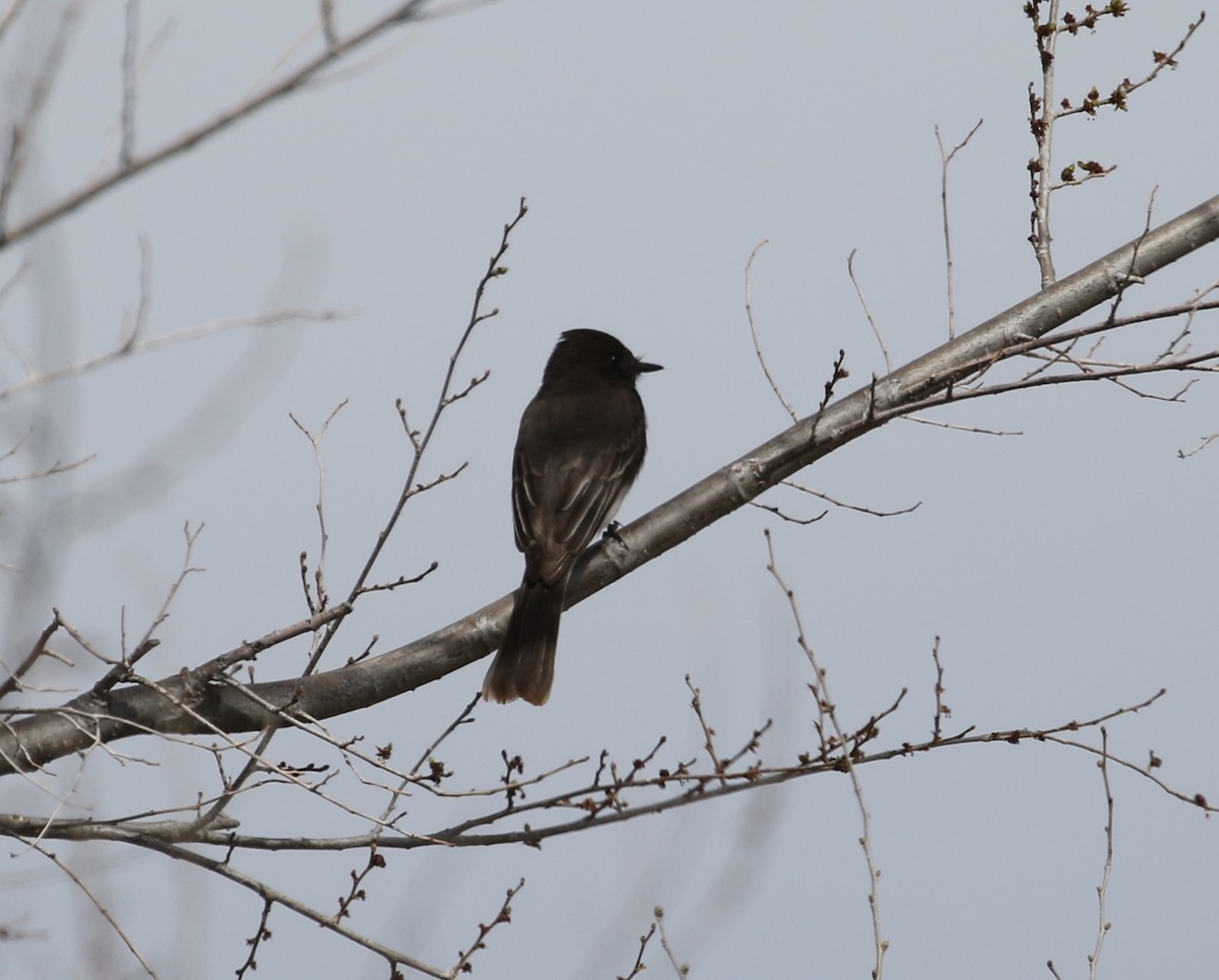 Black Phoebe - ML92626981
