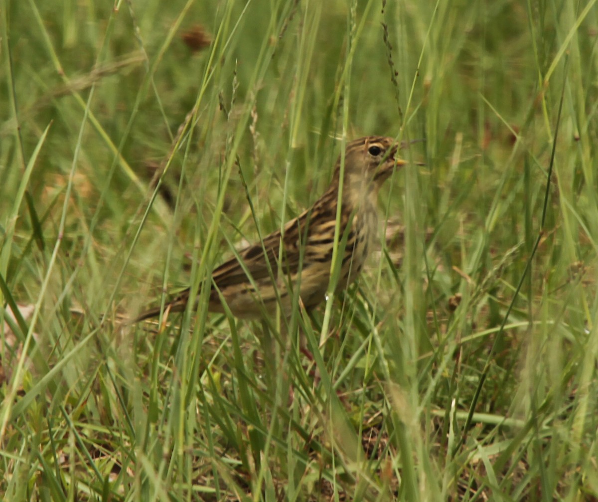 Red-throated Pipit - ML92627861