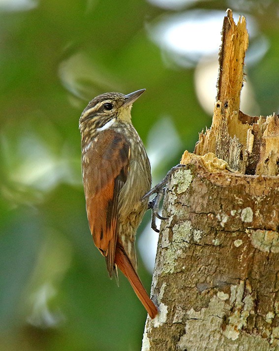 Slender-billed Xenops - ML92628301