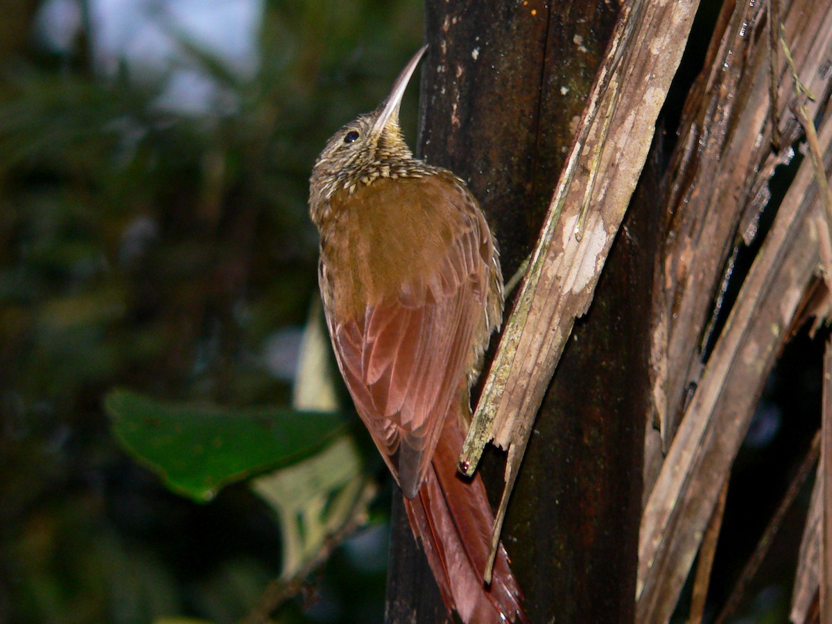 Montane Woodcreeper - ML92628391