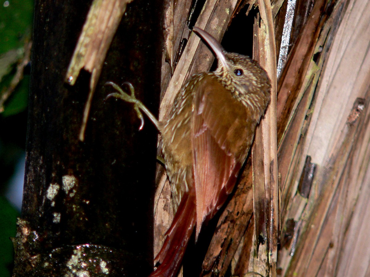 Montane Woodcreeper - ML92628401