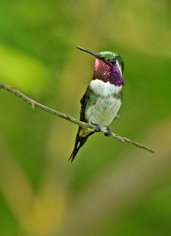 Colibri de Berlepsch - ML92629121