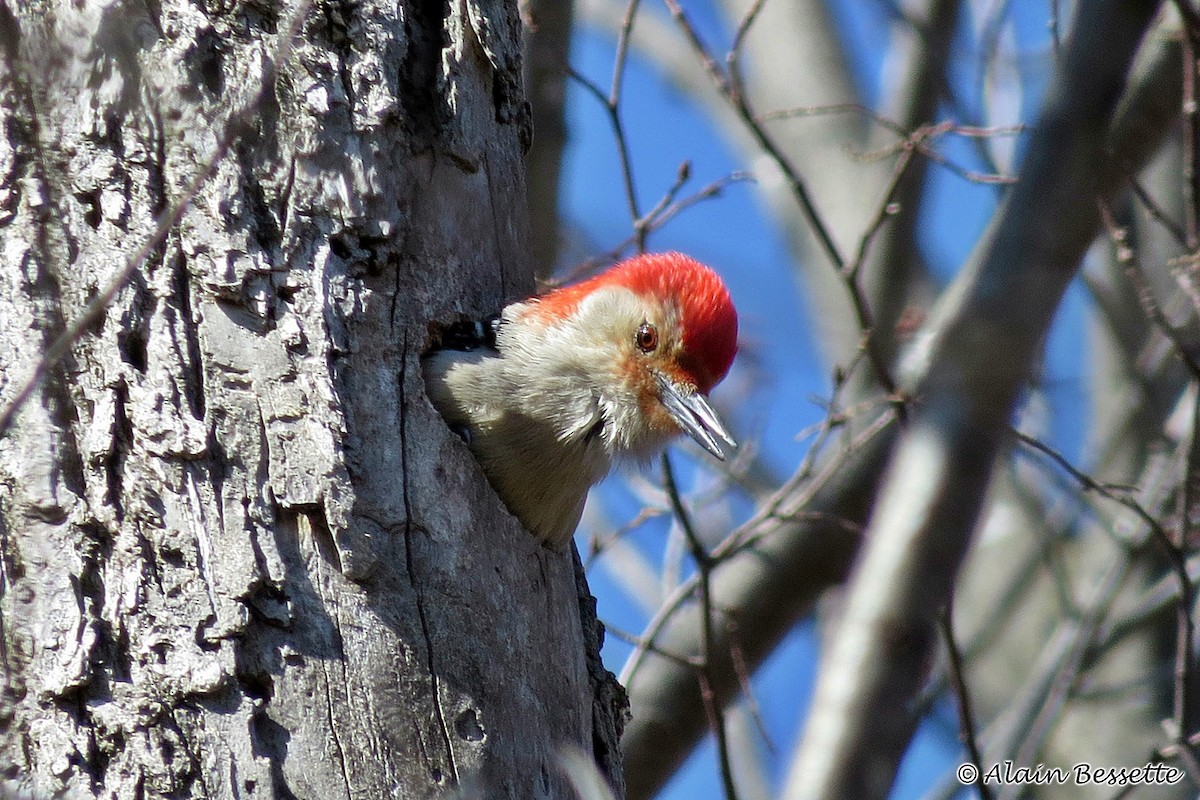 Red-bellied Woodpecker - ML92630611