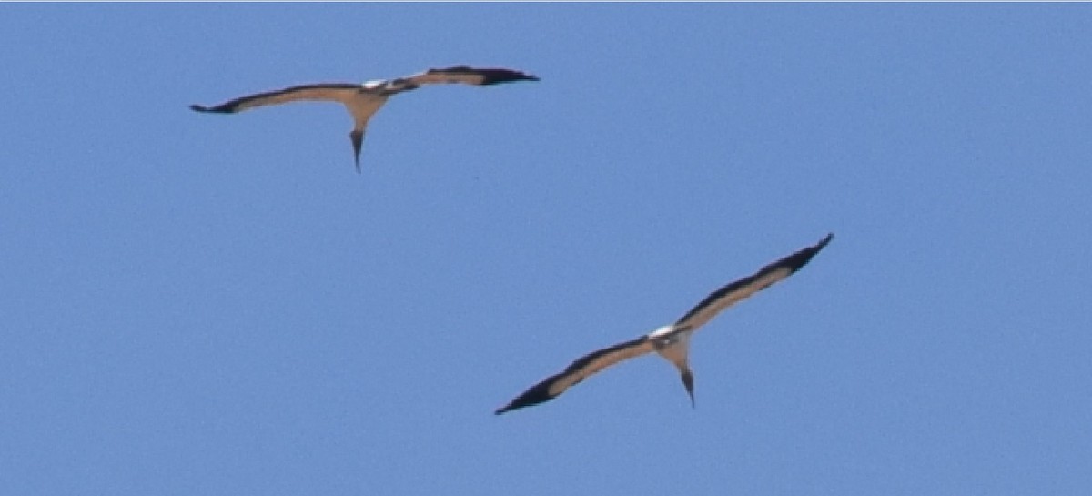 Wood Stork - ML92630711