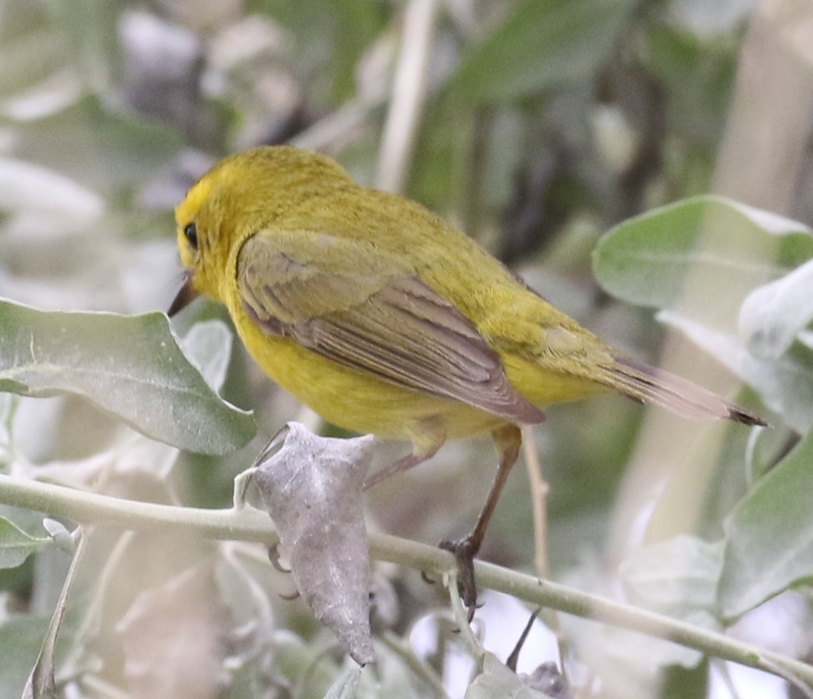 Wilson's Warbler - ML92634341