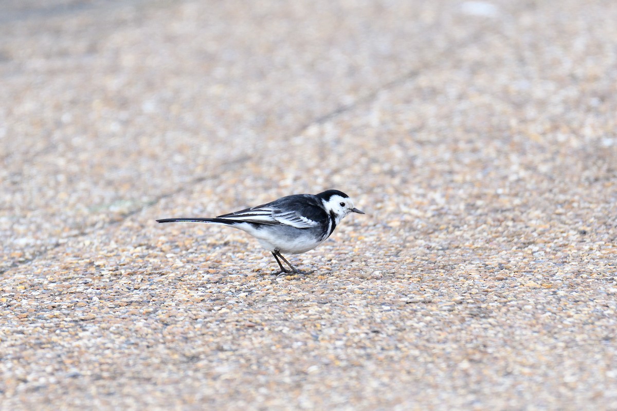 White Wagtail - terence zahner
