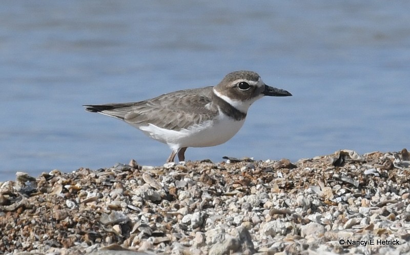 Wilson's Plover - Nancy Hetrick