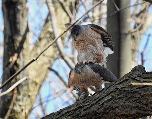 Cooper's Hawk - ML92638961