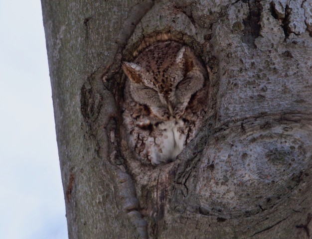 Eastern Screech-Owl - ML92639311