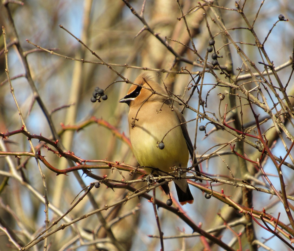 Cedar Waxwing - Debbie and Mark Raven