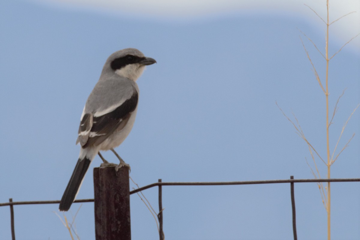 Loggerhead Shrike - ML92640041