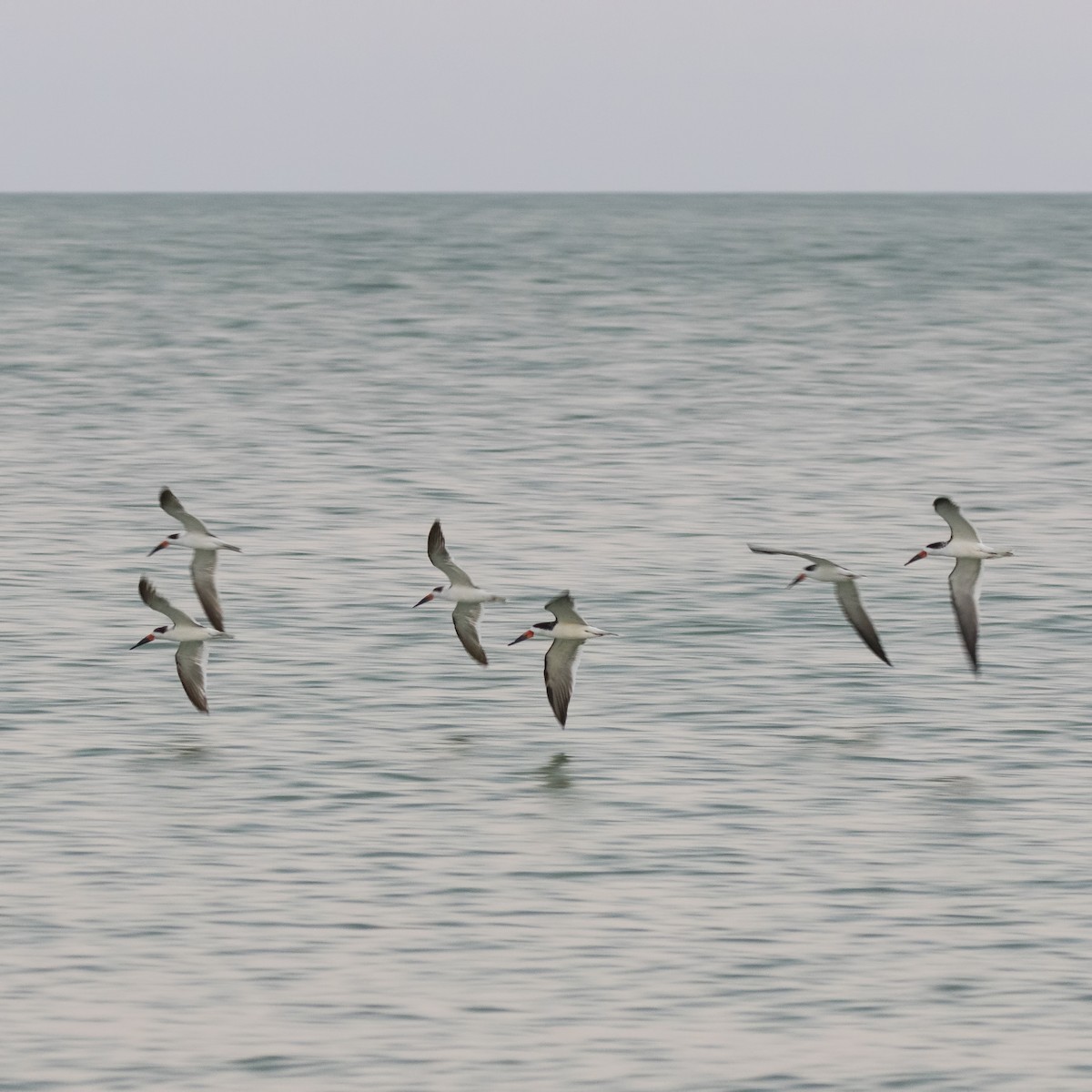 Black Skimmer - Peter Hawrylyshyn