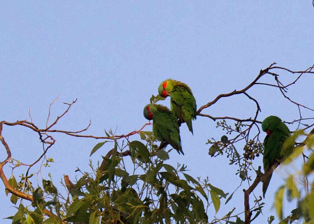 Musk Lorikeet - ML92644841