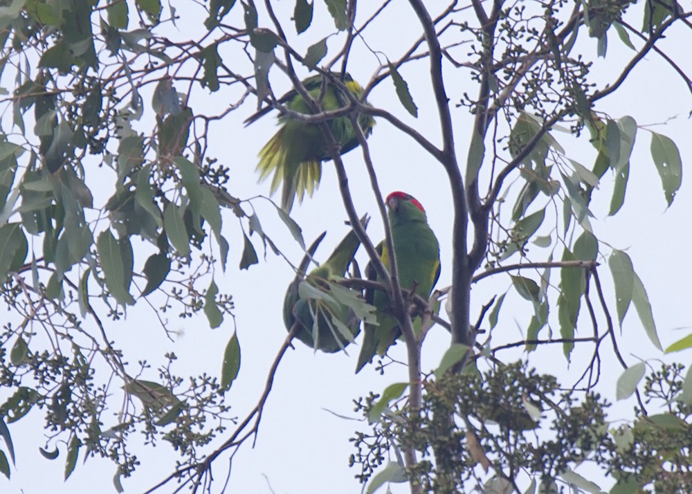 Musk Lorikeet - ML92644851
