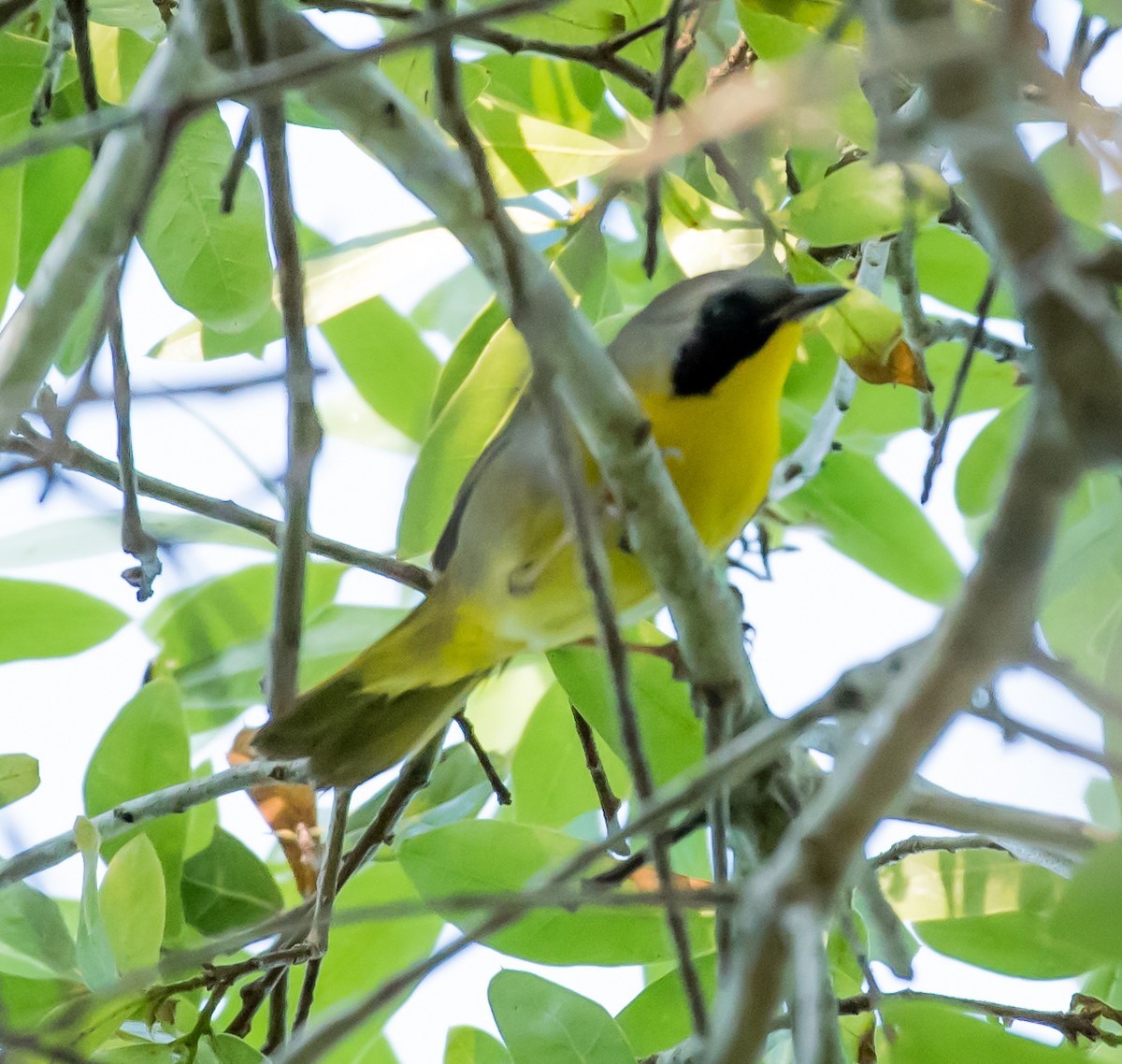 Common Yellowthroat - ML92647111