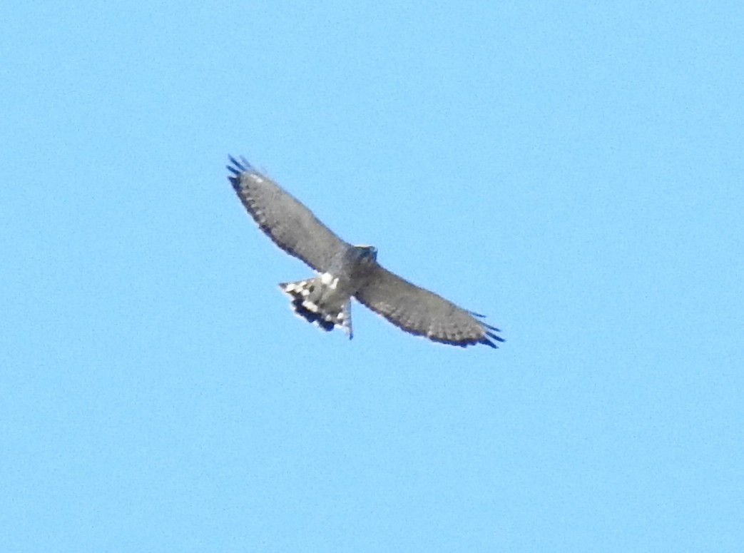 Broad-winged Hawk - ML92647861