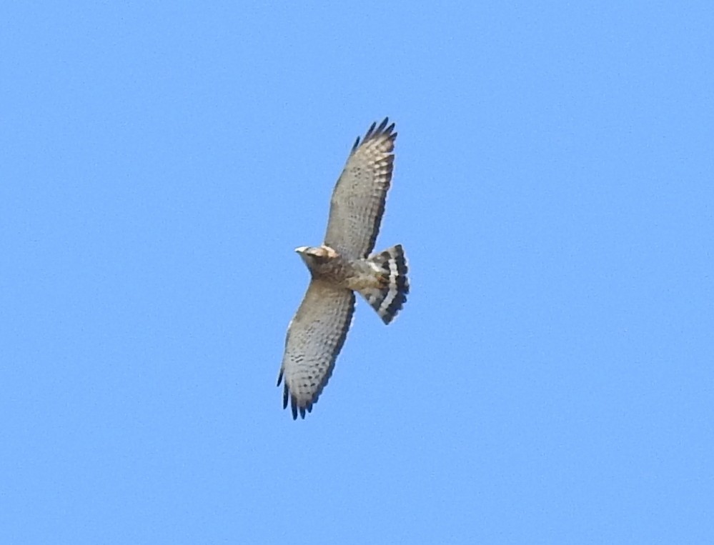 Broad-winged Hawk - ML92648841