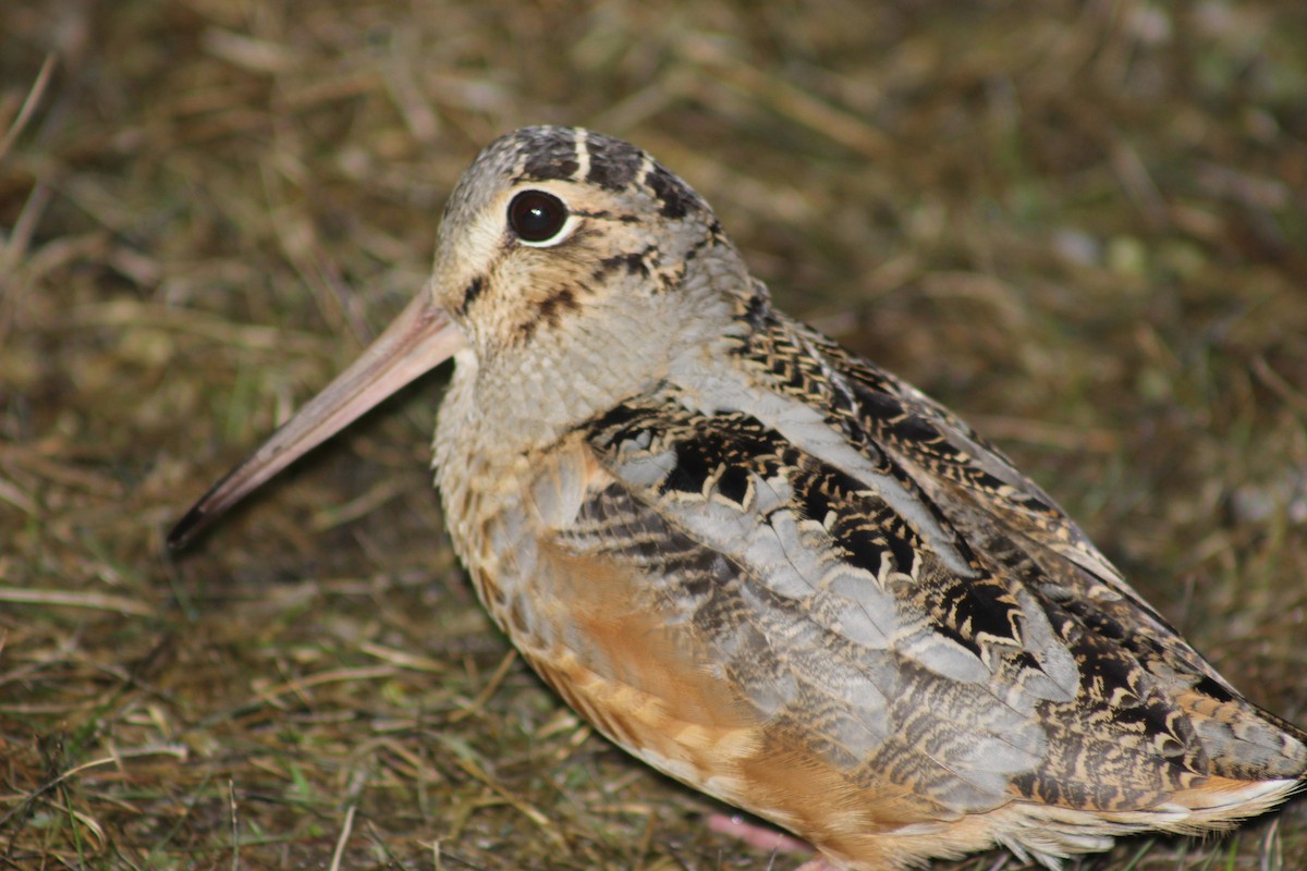 American Woodcock - ML92649541