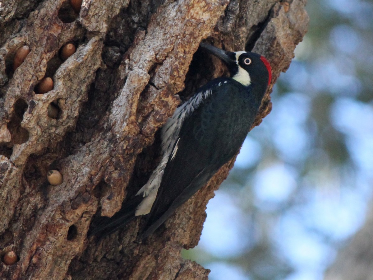 Acorn Woodpecker - ML92654861