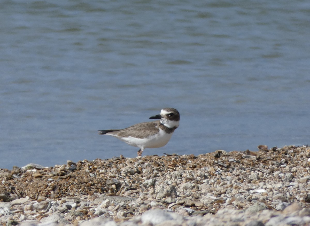 Wilson's Plover - ML92655121