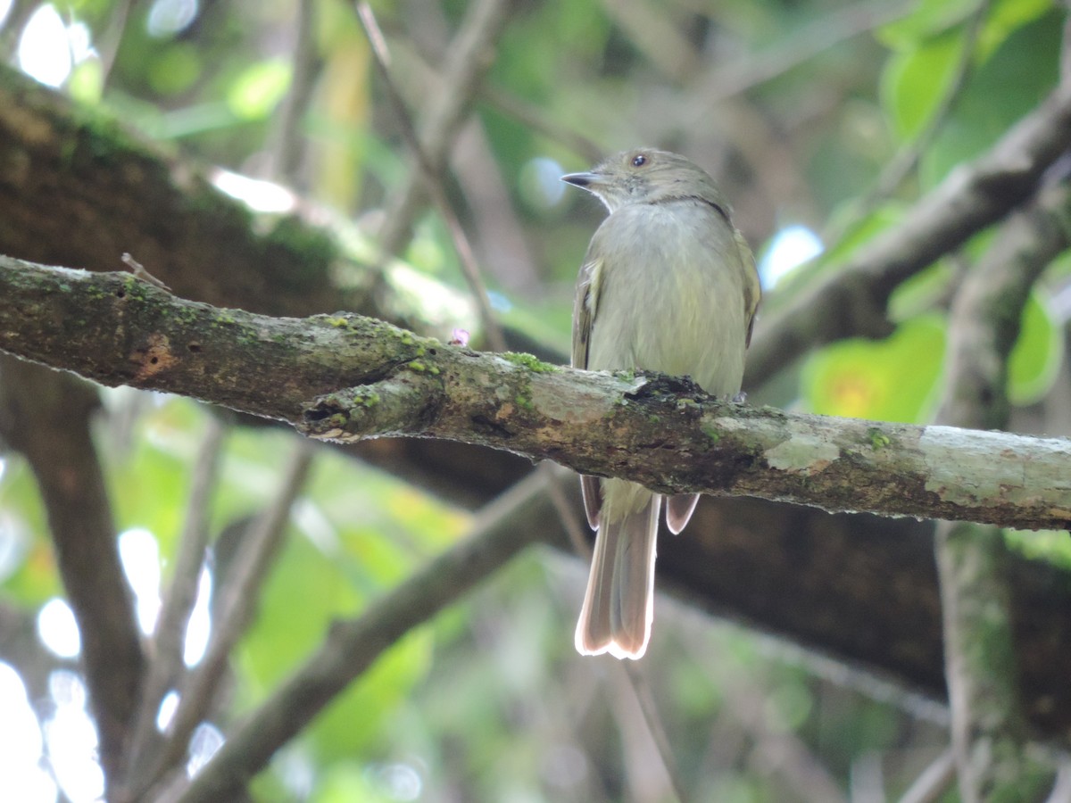 Pale-bellied Tyrant-Manakin - Edvaldo Júnior