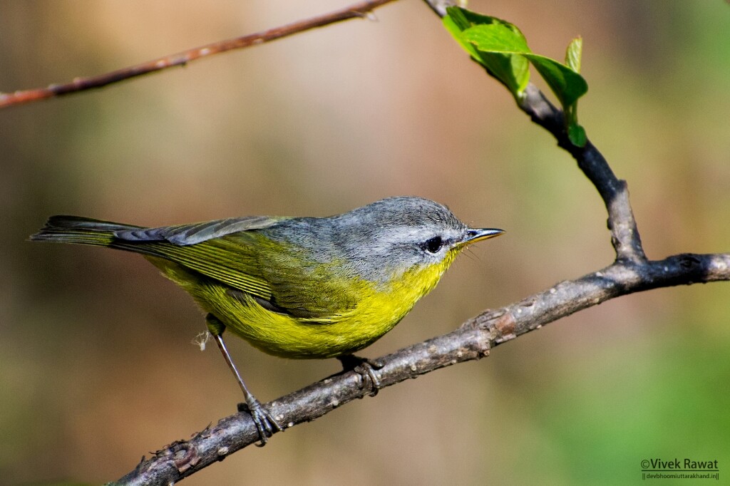 Gray-hooded Warbler - ML92656351