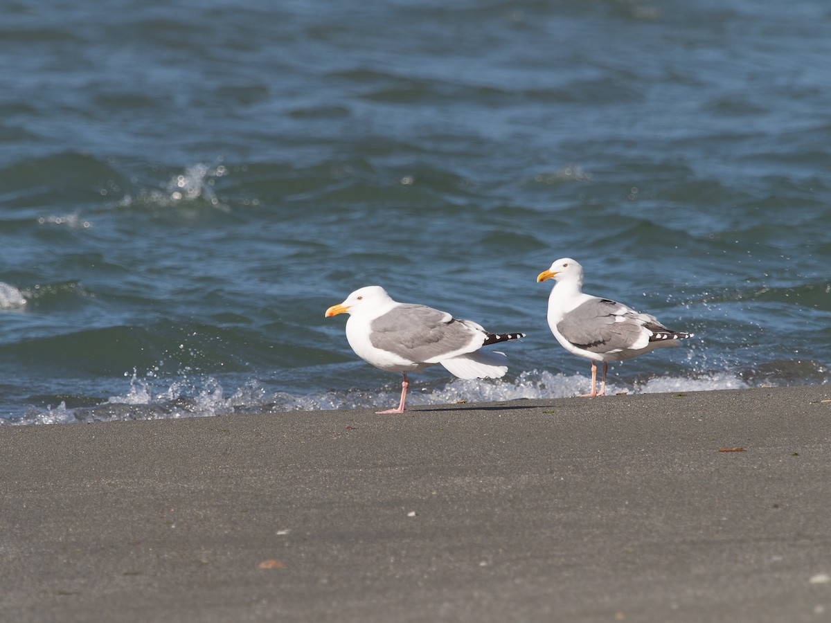 Western Gull - Dwight Jones