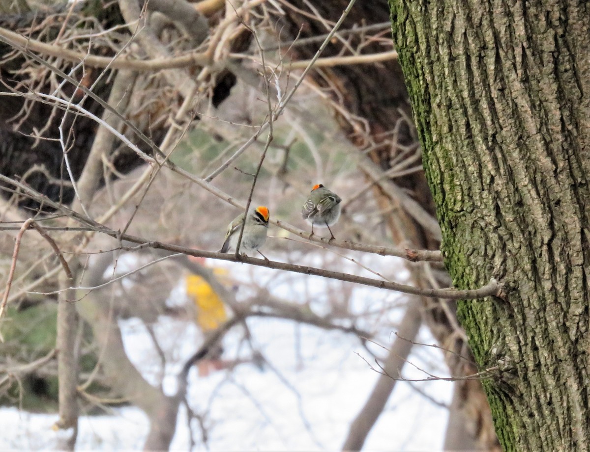 Golden-crowned Kinglet - ML92657841