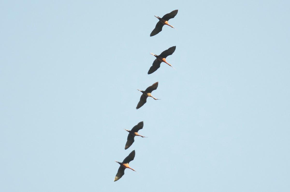 ibis hnědý - ML92659671