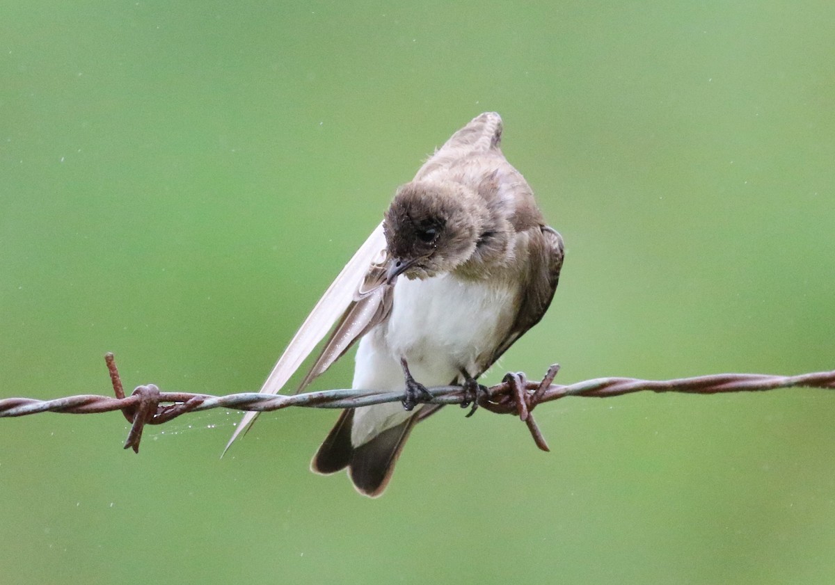 Hirondelle à ailes hérissées - ML92661381